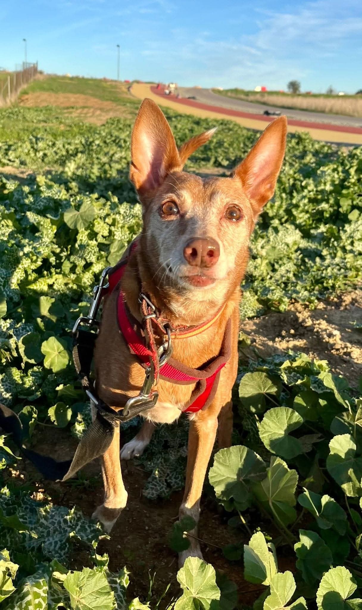 Entrega de comida para animales de compañía de personas desfavorecidas